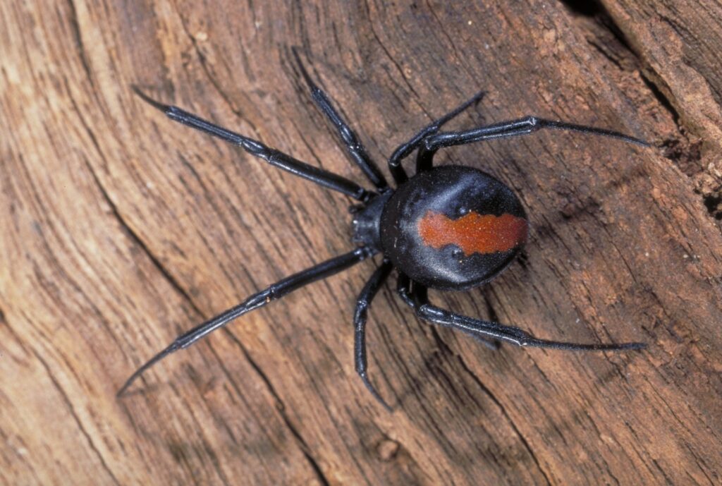 Gator Spider Control Services