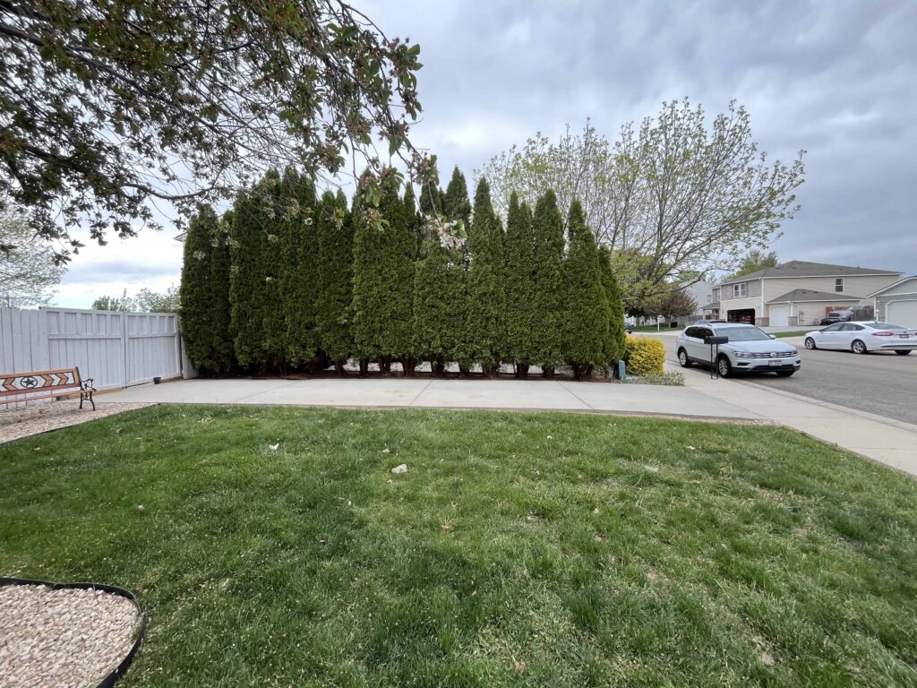 Tree Trimming and Grass Maintenance